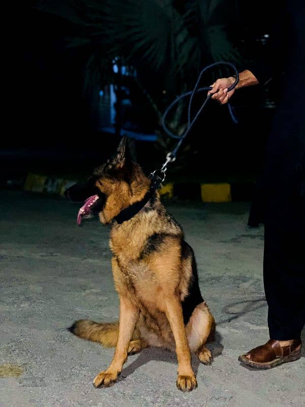 German Shepherd Pink Pedigree Female 1