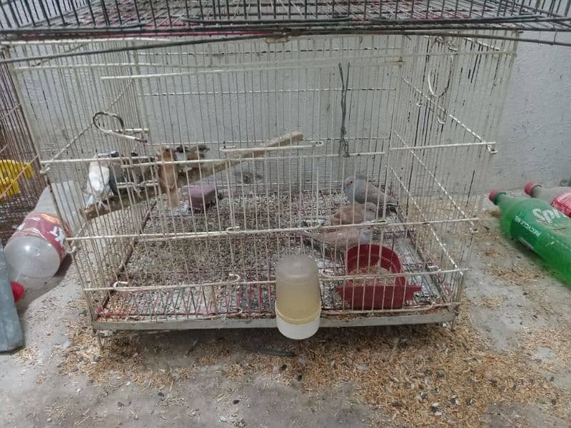 parrot cage 1