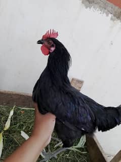 Australorp, misri, rir, hens, lohman