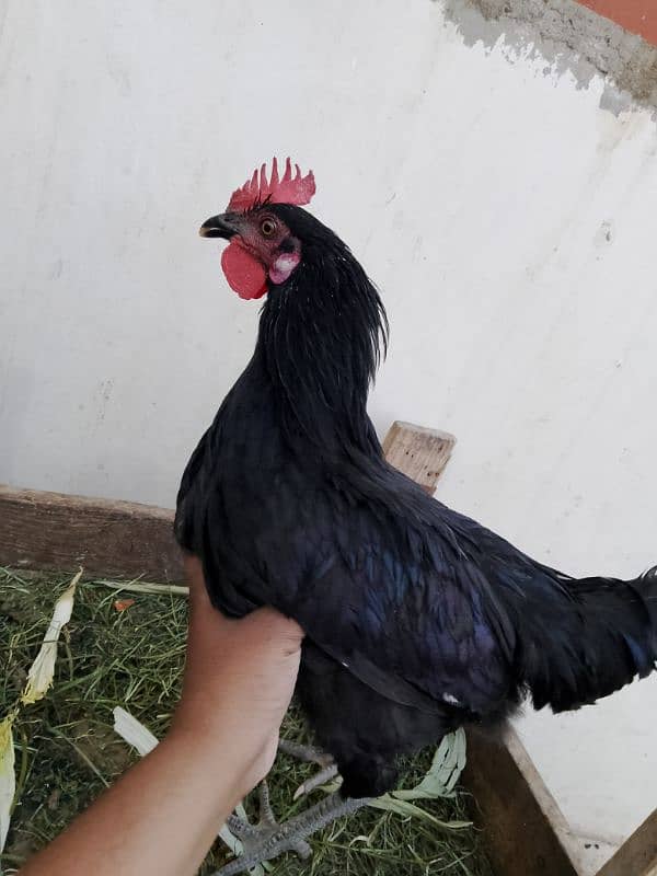 Australorp, misri, rir, hens, lohman 0