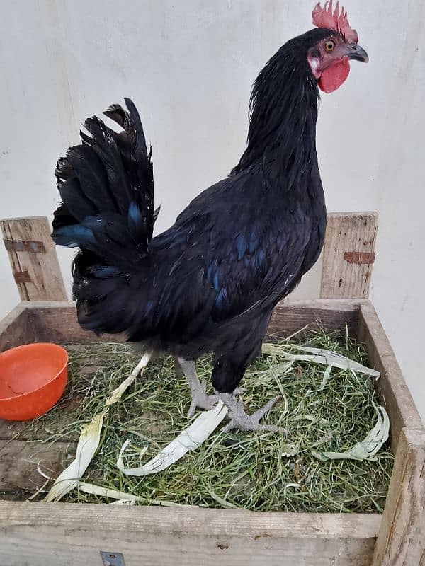 Australorp, misri, rir, hens, lohman 1