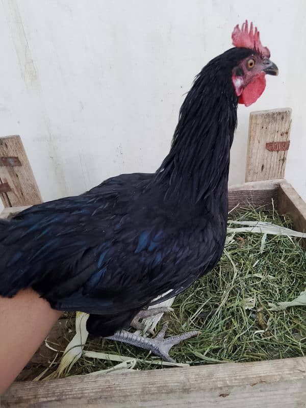 Australorp, misri, rir, hens, lohman 2