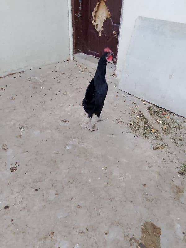 Australorp, misri, rir, hens, lohman 3