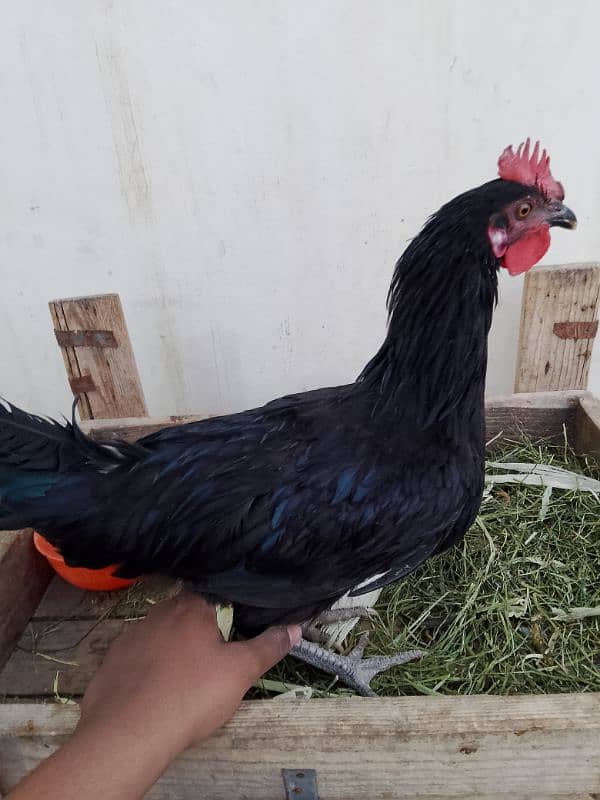 Australorp, misri, rir, hens, lohman 4