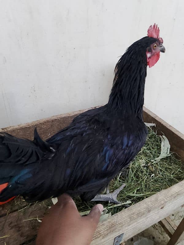 Australorp, misri, rir, hens, lohman 5