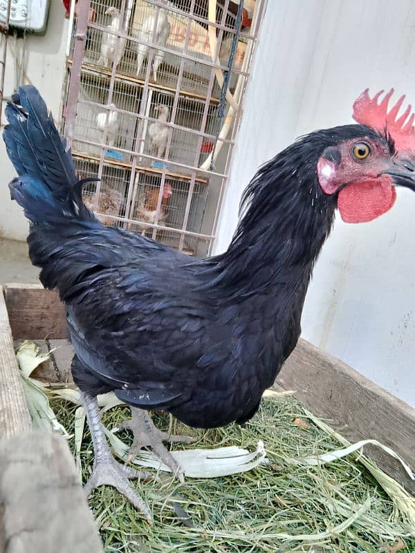 Australorp, misri, rir, hens, lohman 6