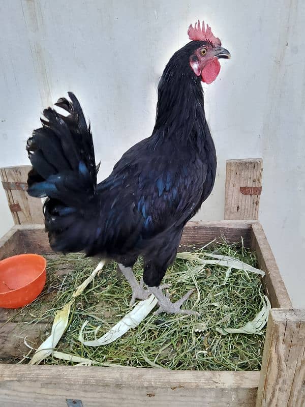 Australorp, misri, rir, hens, lohman 7