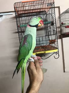 Kashmiri Raw Parrot jumbo size