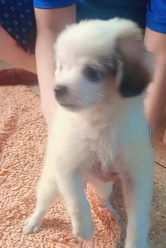 shih tzu breed male dog 2