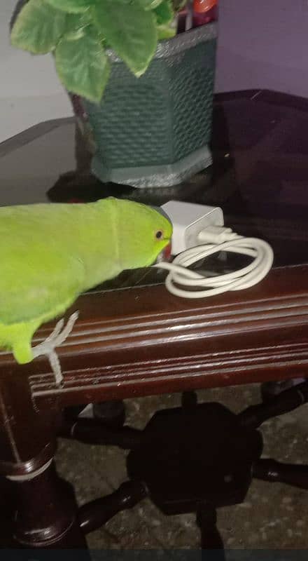 Green team parrot for sale 0