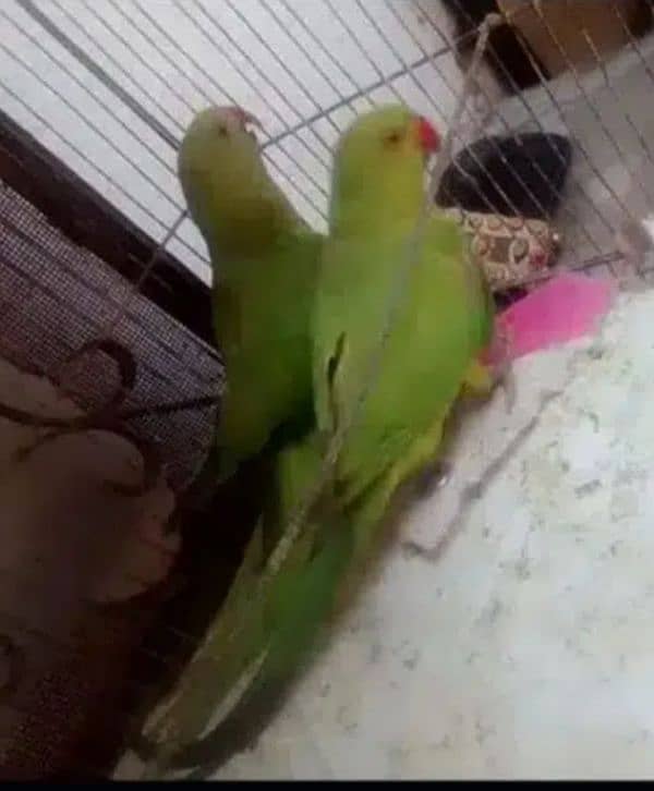 Green team parrot for sale 1