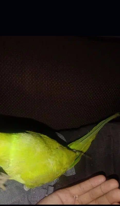 Green team parrot for sale 2