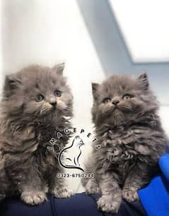 punch face triple Cote kitten cat male and female