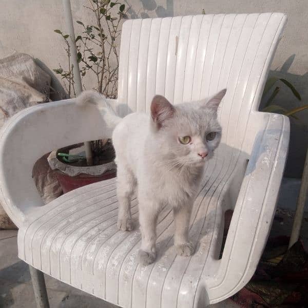 Persian cat 0