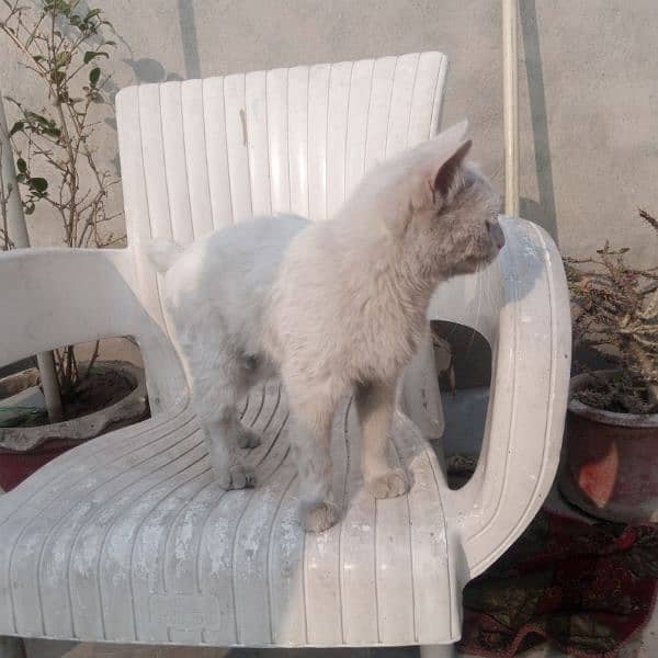 Persian cat 2