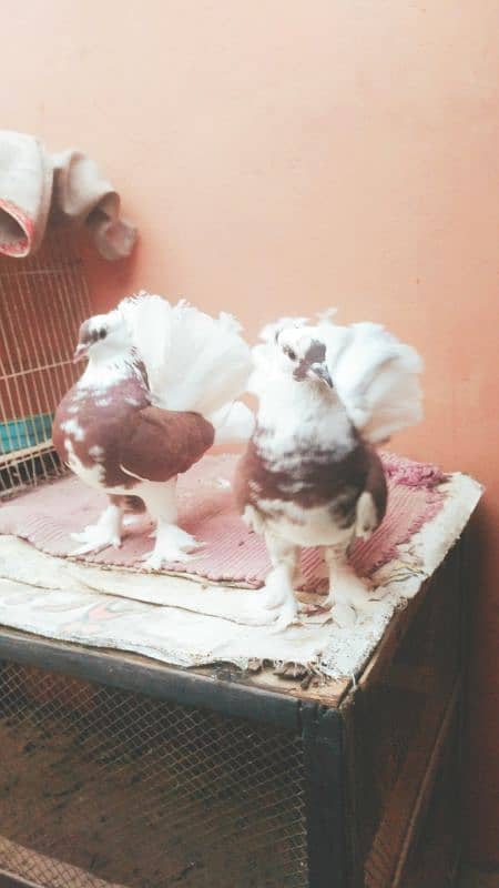 Singapori Yang Lakha Pair 4 month Old 5