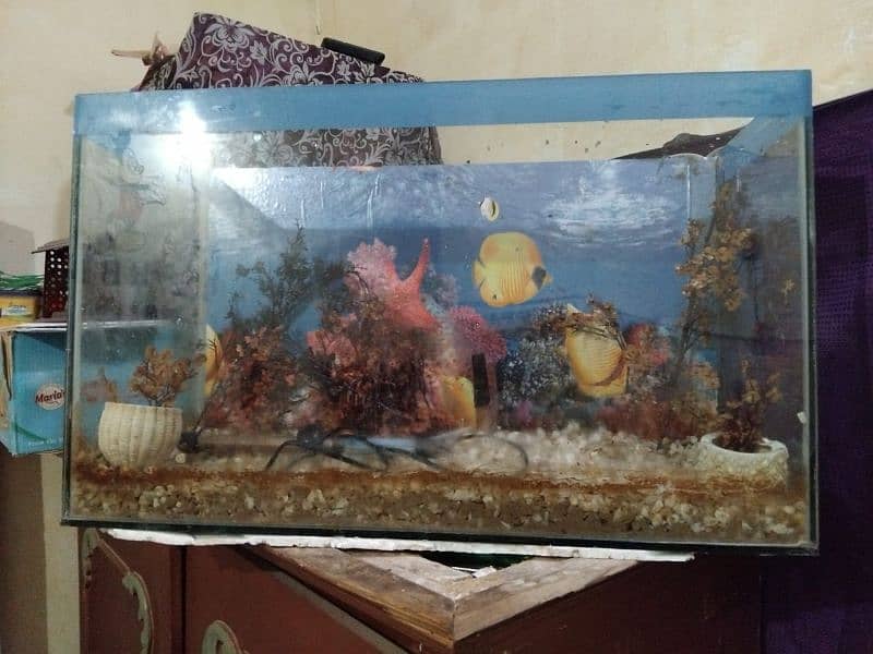 Fish Aquarium (0312 4519351) 4