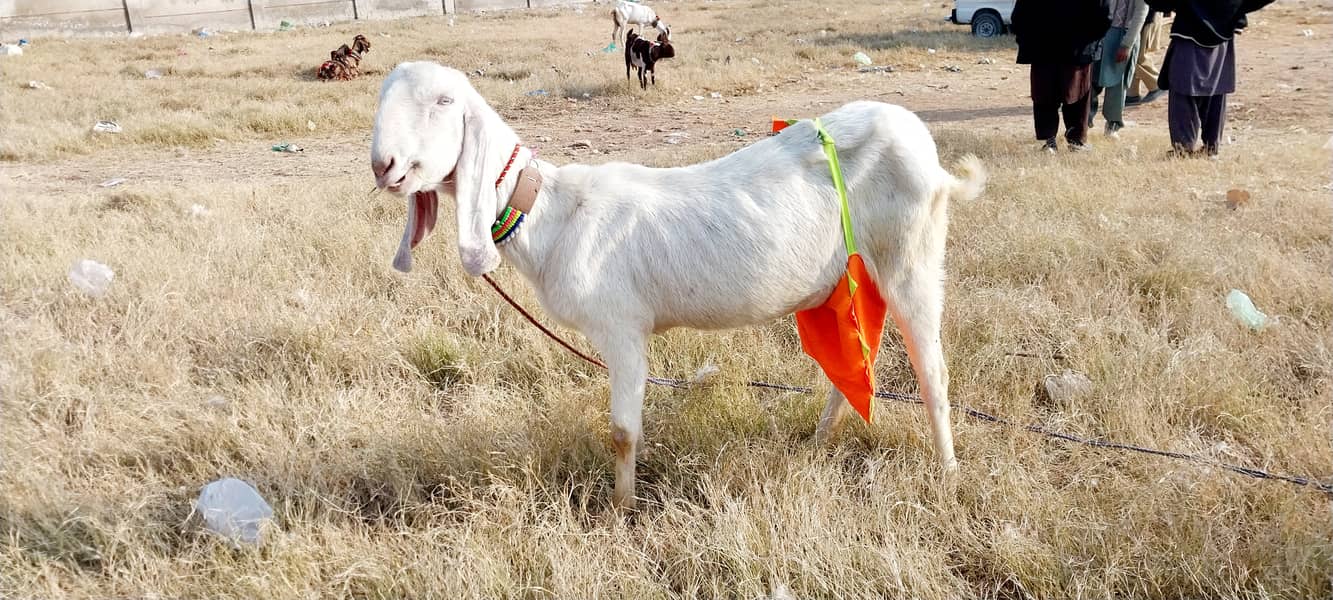 Rajanpuri Bakri 0