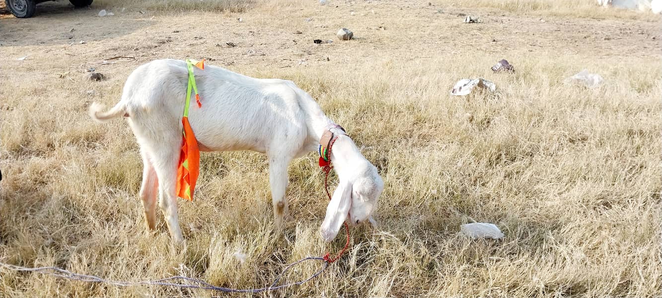 Rajanpuri Bakri 1