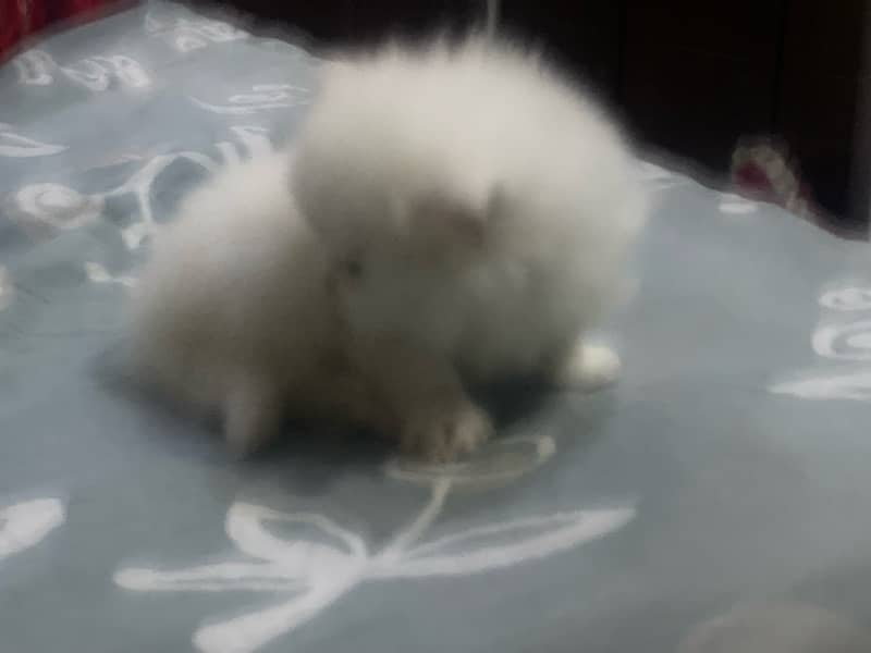 persian cat triple coat kitten 0