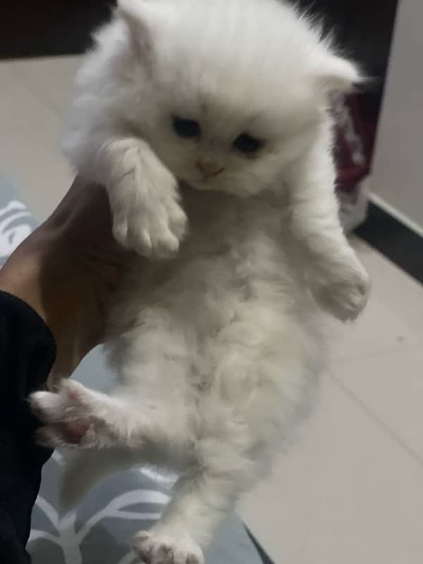 persian cat triple coat kitten 1