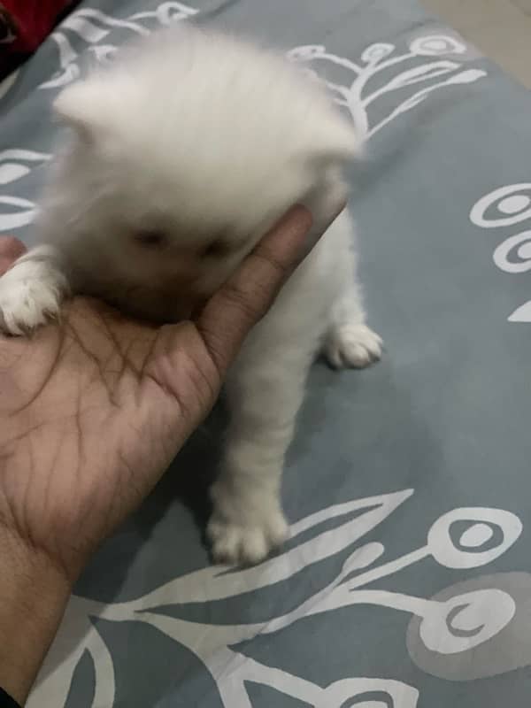 persian cat triple coat kitten 2