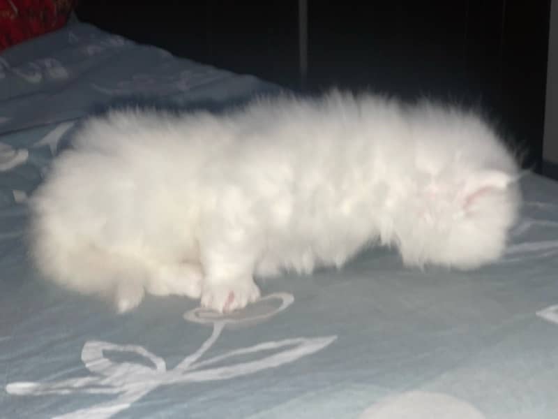 persian cat triple coat kitten 3