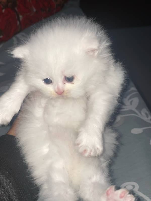 persian cat triple coat kitten 4