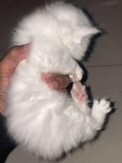 persian cat triple coat kitten