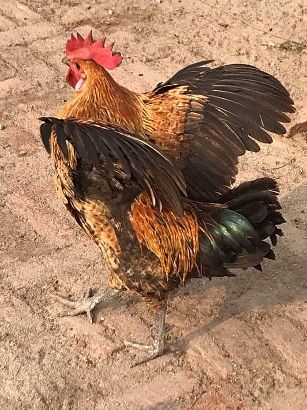 Best of The Best Male Hen Breeder 0