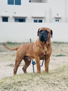 BullMastiff