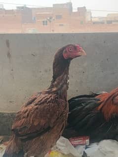 breeder high quality aseel pair