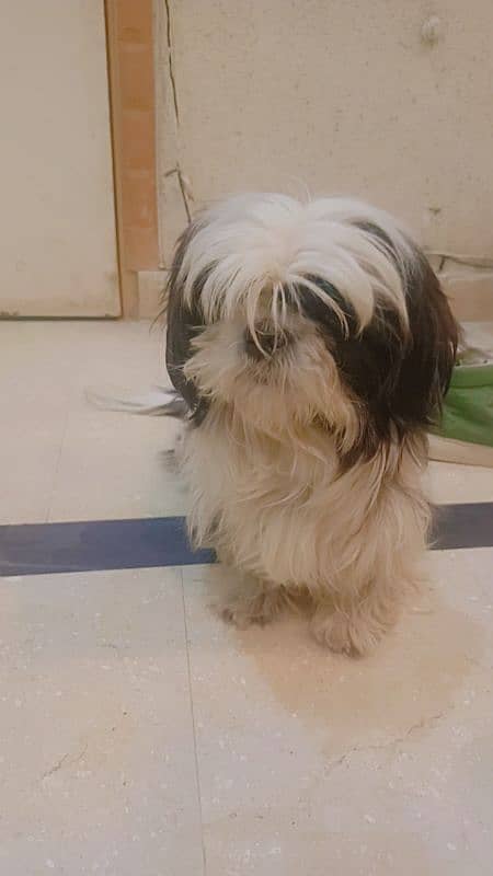 Shih Tzu / Shitzu female / log coat dog 0