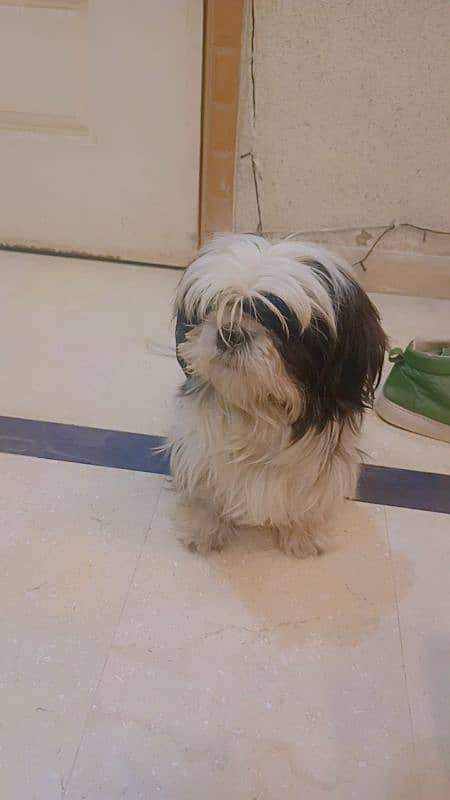 Shih Tzu / Shitzu female / log coat dog 1