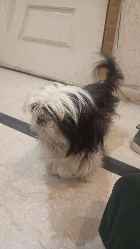 Shih Tzu / Shitzu female / log coat dog 2