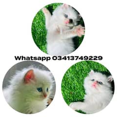 Persian| kittens| Punch face  | imported| fancy| Cat| Pair| baby Cat