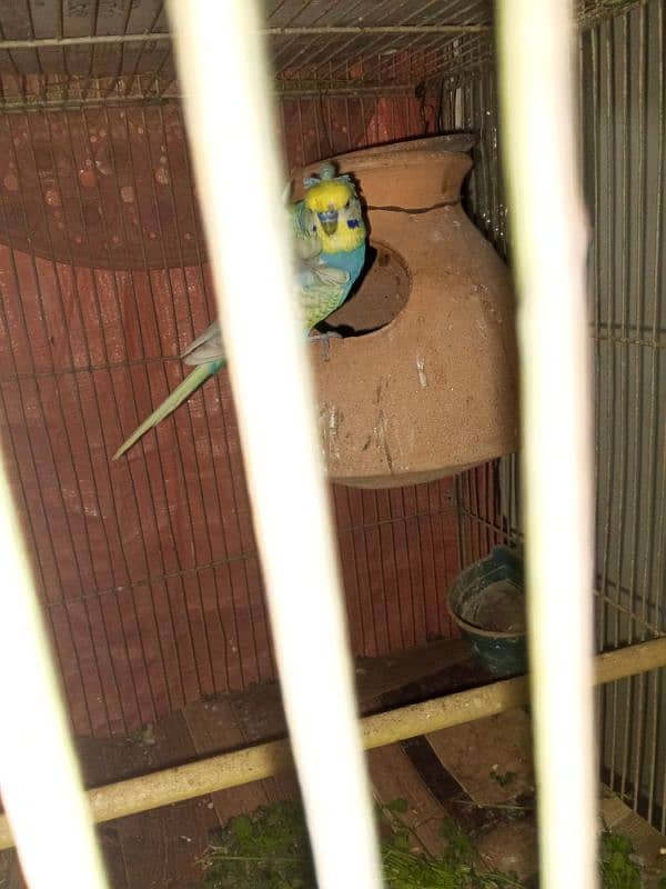 Cage & Birds for sale 3