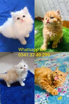 Persian| kittens| Punch face  | imported| fancy| Cat| Pair| baby Cat