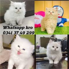 Persian| kittens| Punch face  | imported| fancy| Cat| Pair| baby Cat