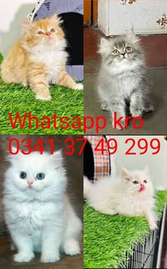 Persian| kittens| Punch face  | imported| fancy| Cat| Pair| baby Cat