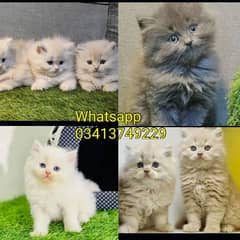 Persian| kittens| Punch face  | imported| fancy| Cat| Pair| baby Cat