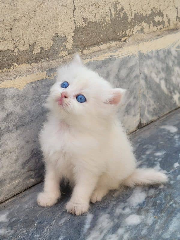 Persian kitten 0