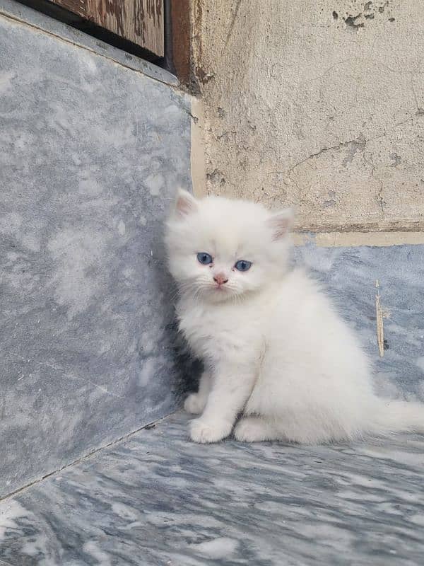 Persian kitten 1