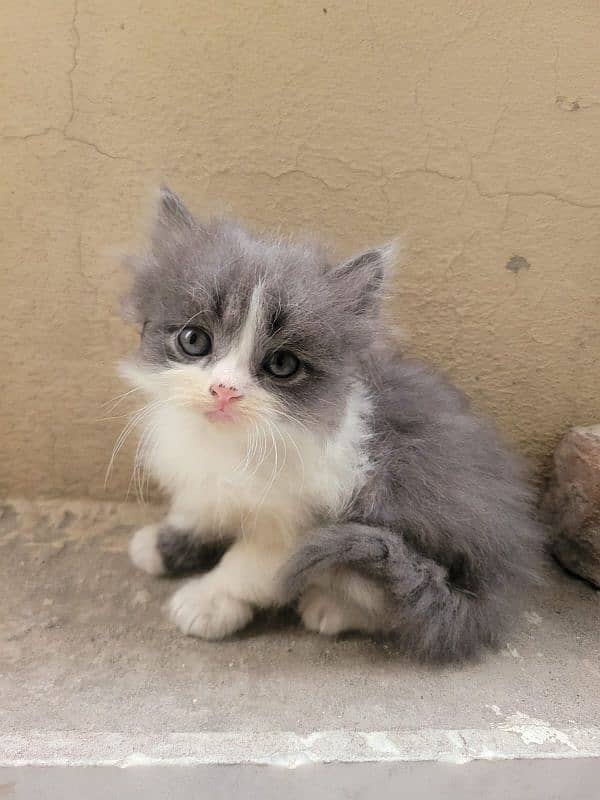 Persian kitten 4