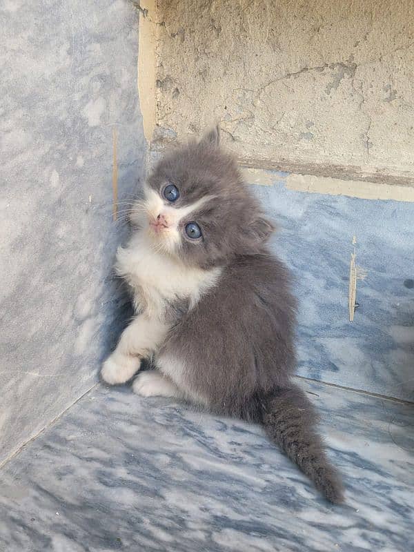 Persian kitten 5