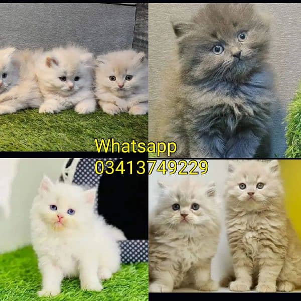 Persian| kittens| Punch face  | imported| fancy| Cat| Pair| baby Cat 0