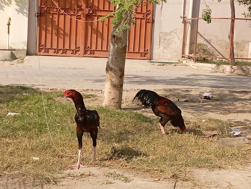 Two aseel cock for sale 0