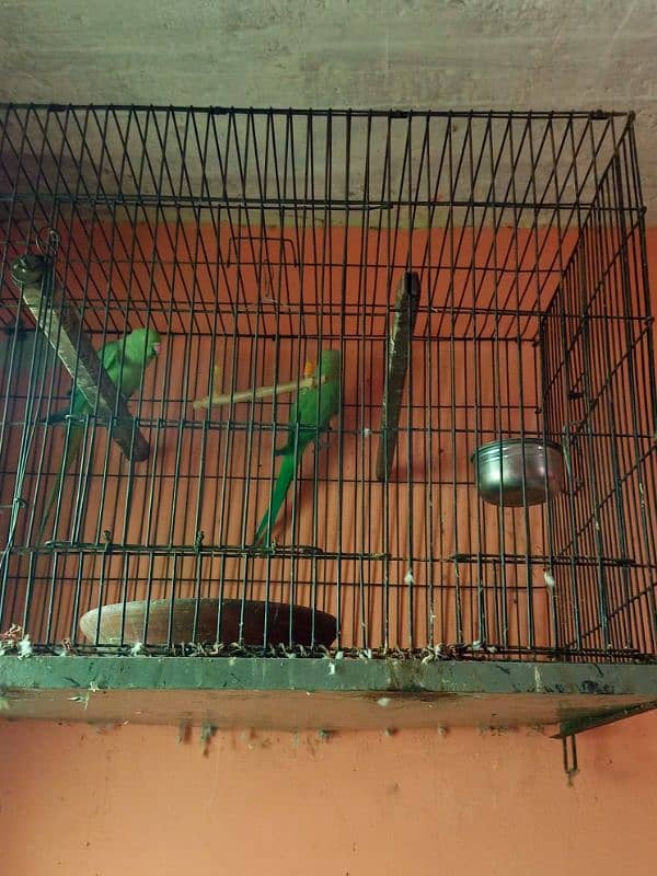 parrot 1