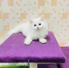 persian cat for sale 2 month age WhatsApp number 03417057463