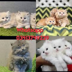 Persian| kittens| Punch face  | imported| fancy| Cat| Pair| baby Cat